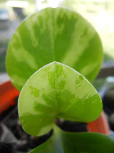Peperomia obtusifolia Var. (`12, Aug.14) - Peperomia obtusifolia Var