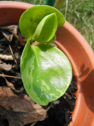 Baby Rubber Plant (2012, Aug.14) - Peperomia obtusifolia Var