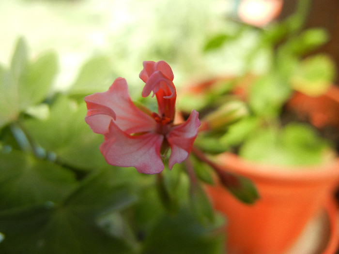 Pink Stellar Geranium (2012, Aug. 14)