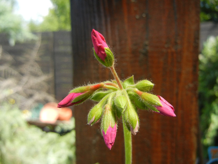 Cyclamen Lia Geranium (2012, Aug.14) - Geranium Cyclamen Lia