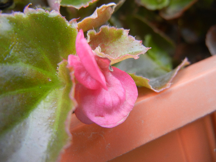Wax Begonia (2012, August 13) - Begonia semperflorens