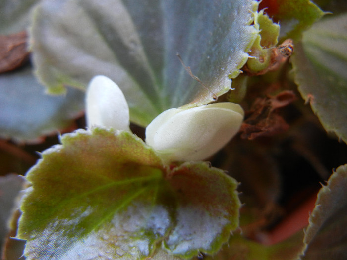 Wax Begonia (2012, August 14) - Begonia semperflorens