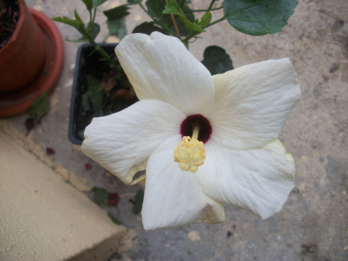100_2976 - hibiscus