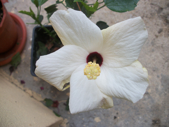 100_2977 - hibiscus