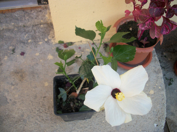 100_2978 - hibiscus