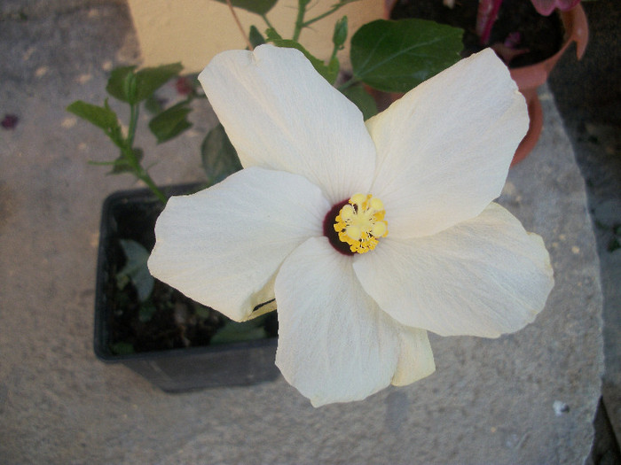 100_2979 - hibiscus