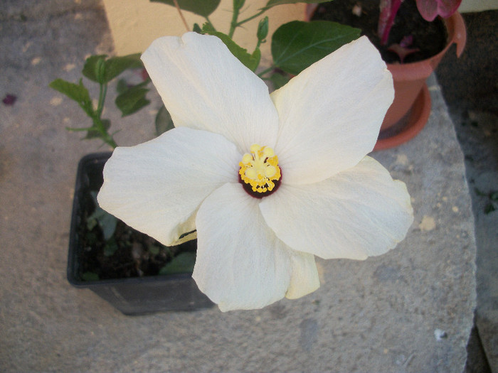 100_2980 - hibiscus