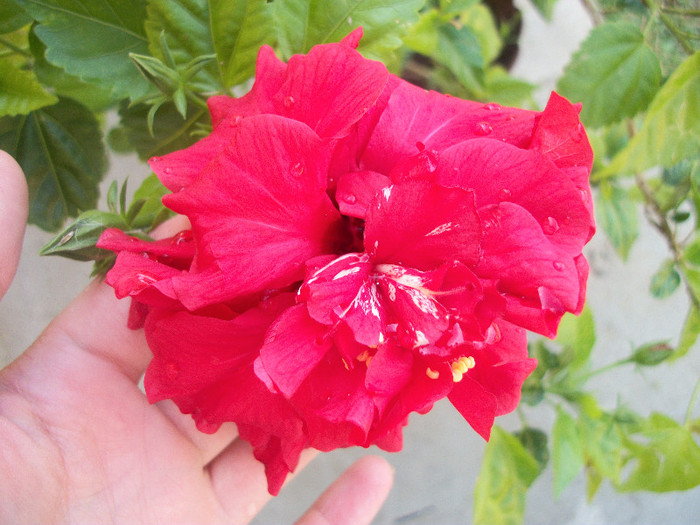 100_3000 - hibiscus
