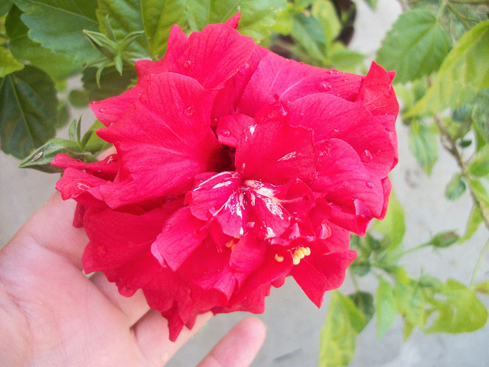 100_3001 - hibiscus