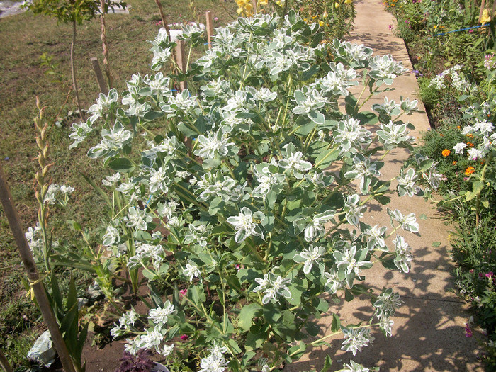100_3016 - flori de gheata 2012