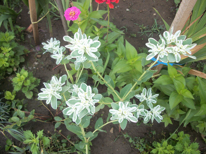 100_3013 - flori de gheata 2012