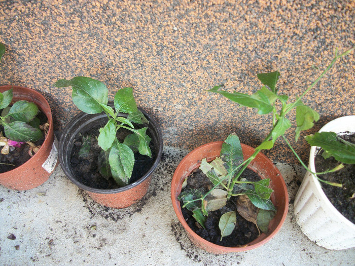 ruellia graecizans