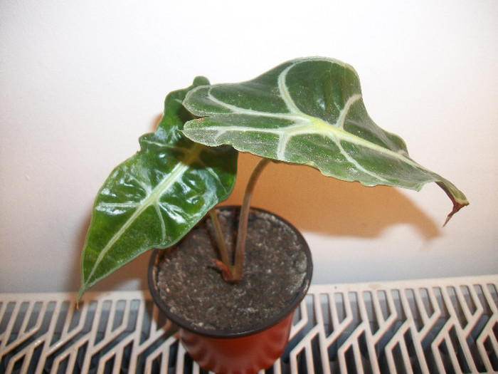 100_3034 - alocasia