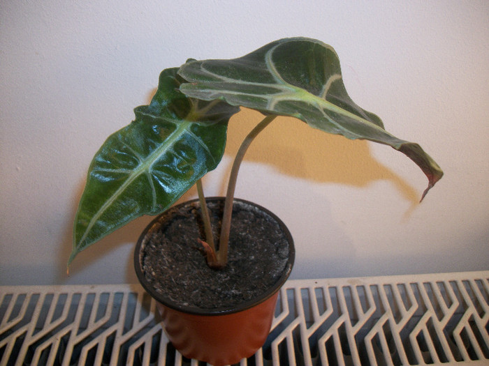 100_3035 - alocasia