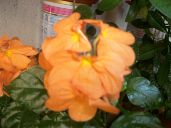 100_3038 - crossandra