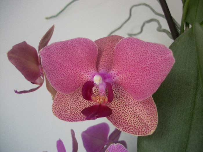 100_3059 - orhidee