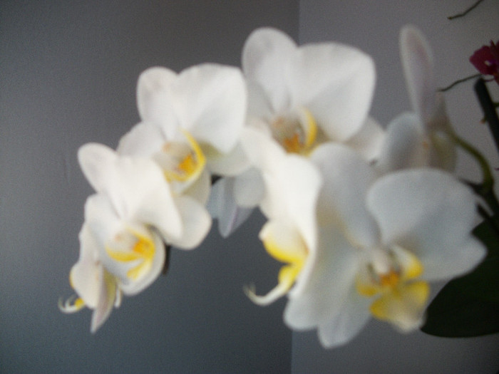 100_3052 - orhidee