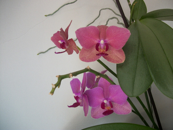 100_3054 - orhidee