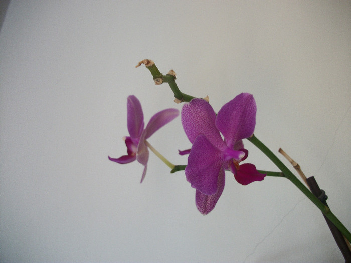 100_3055 - orhidee