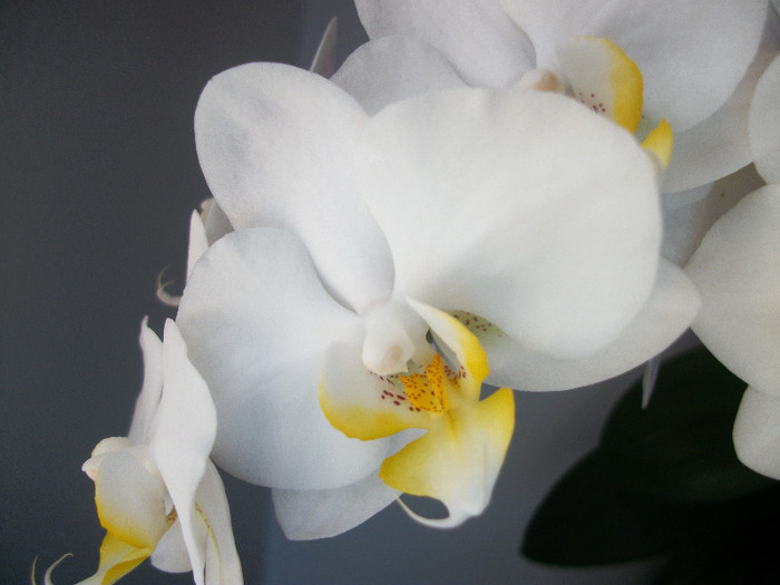 100_3057 - orhidee
