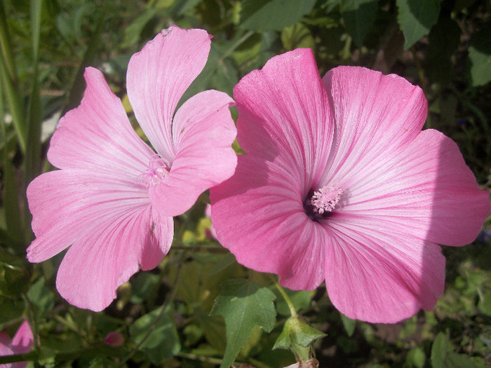 100_3082 - malope 2012