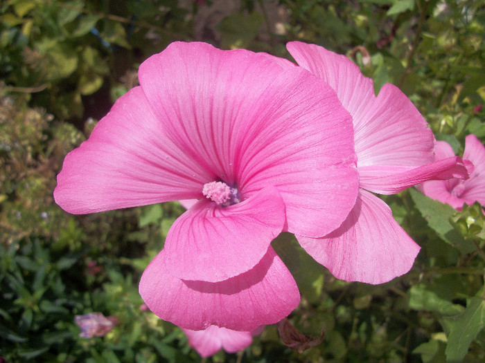 100_3083 - malope 2012