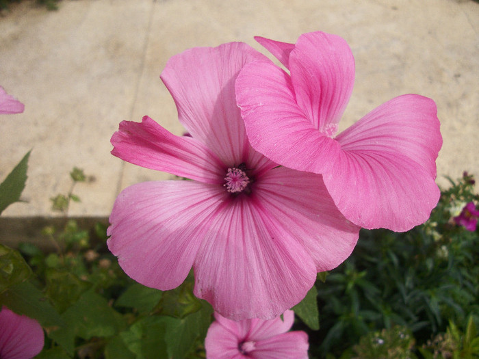 100_3102 - malope 2012