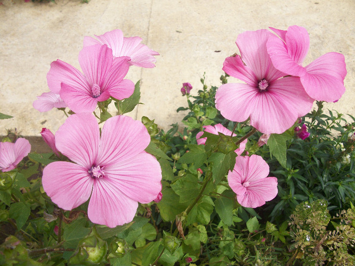 100_3103 - malope 2012