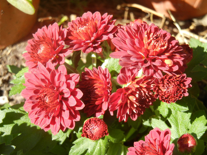 Red Chrysanthemum (2012, Aug.14) - Red Chrysanthemum