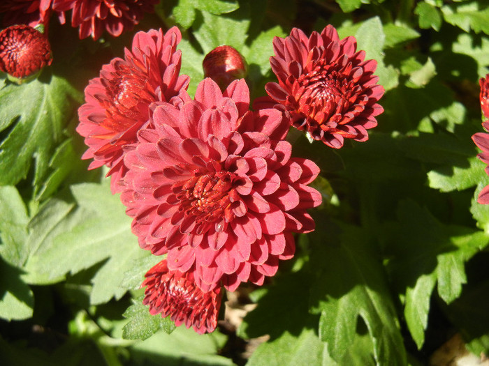 Red Chrysanthemum (2012, Aug.14) - Red Chrysanthemum