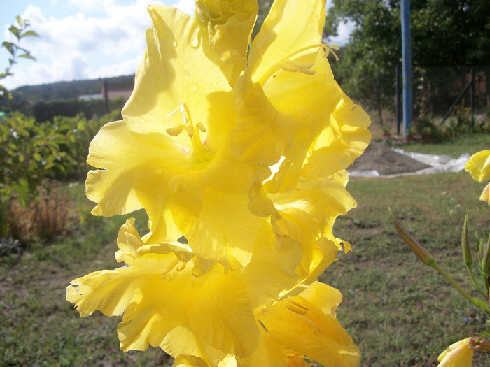 100_3021 - gladiole 2012