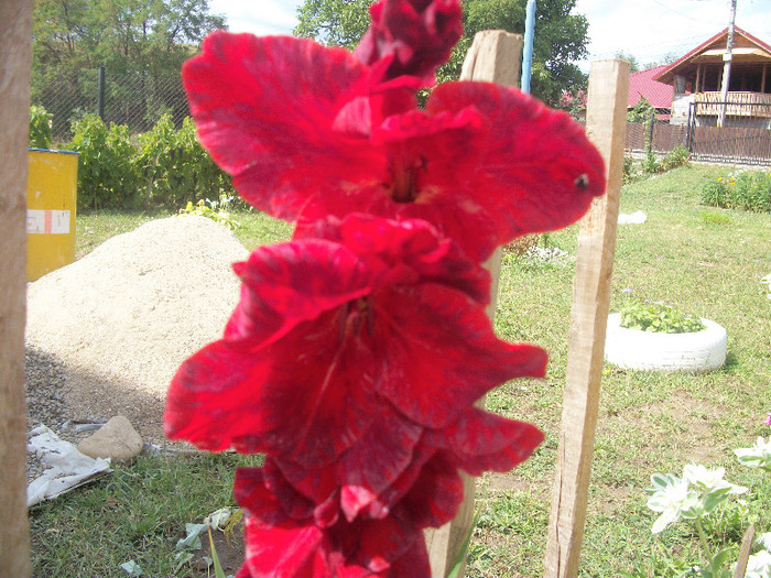 100_3071 - gladiole 2012