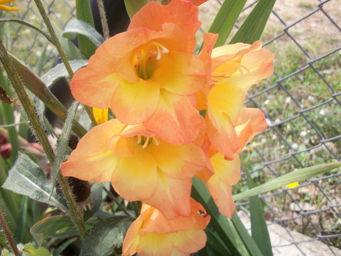 100_3097 - gladiole 2012