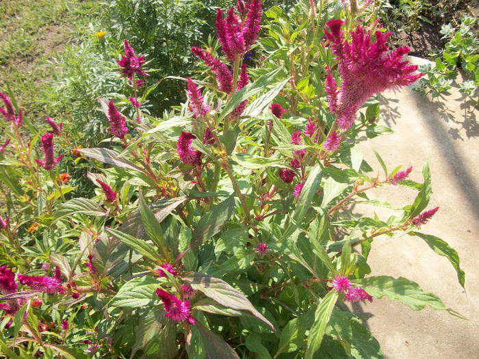 100_3024 - celosia 2012