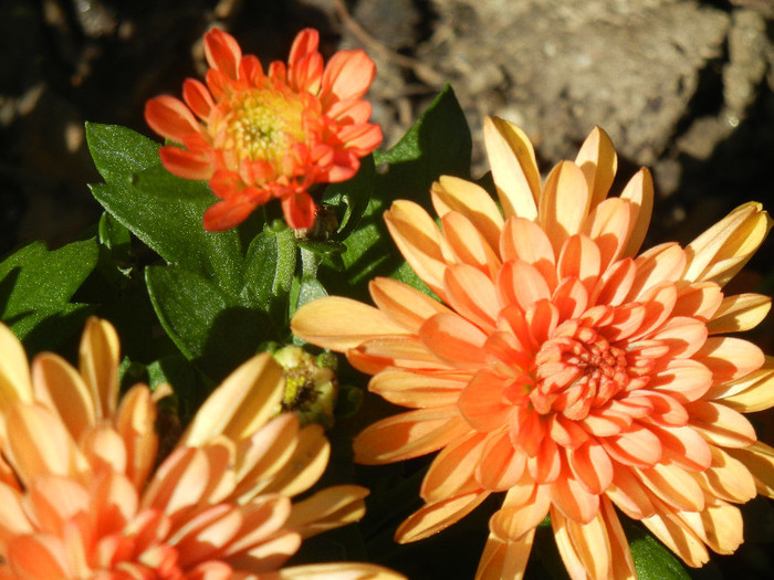 Orange Chrysanthemum (2012, Aug.14) - Orange Chrysanthemum