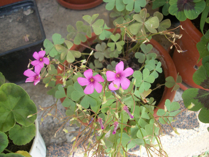 100_3068 - oxalis