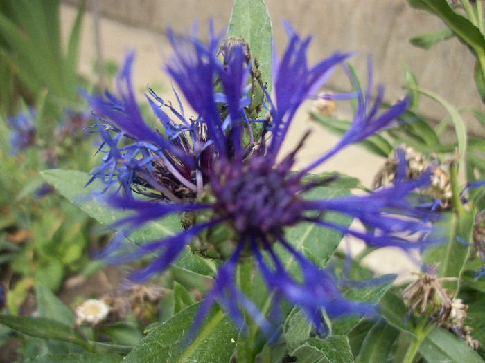 100_3108 - centaurea montana 2012