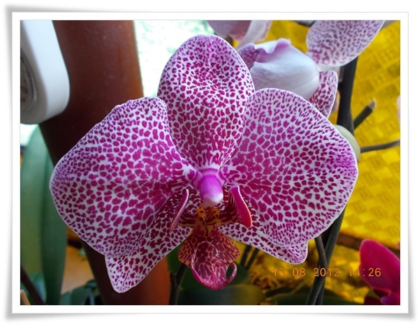 DSCN7983 tija doi pelorica cu flori normale