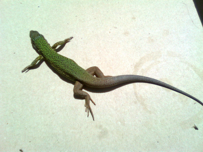 Guster - Reptile