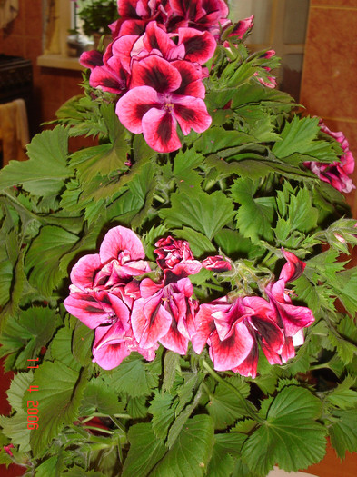 DSC00905