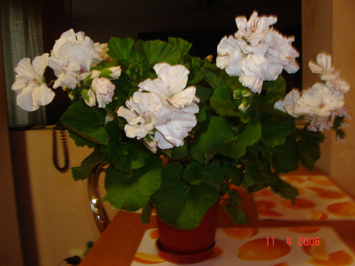 DSC00907