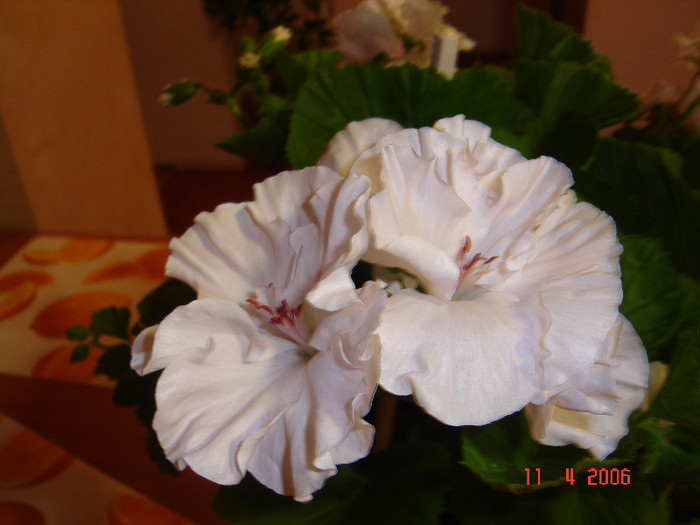 DSC00908