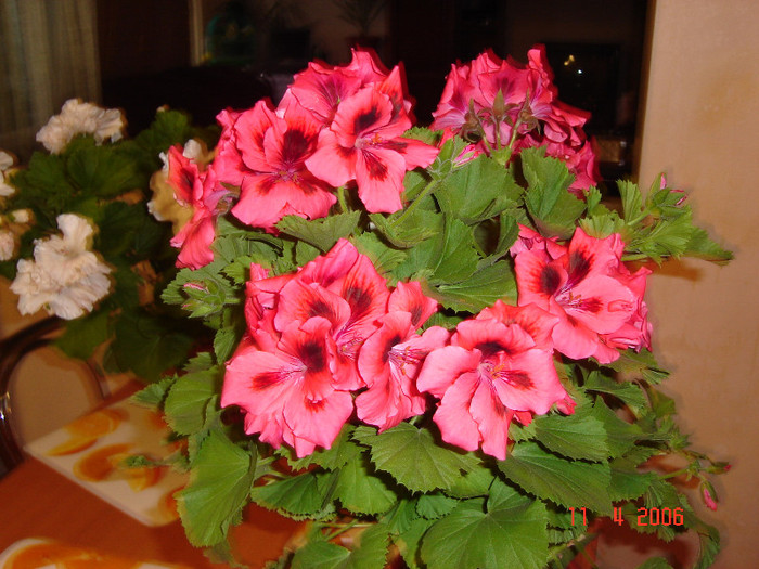 DSC00909