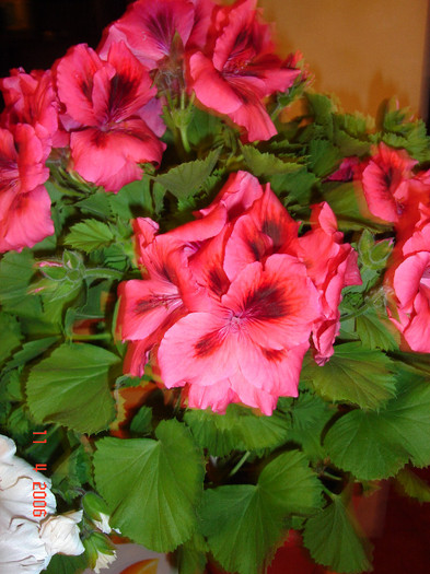 DSC00911