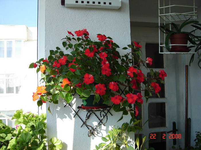 DSC03316 - Impatiens