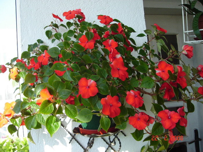 DSC03317 - Impatiens