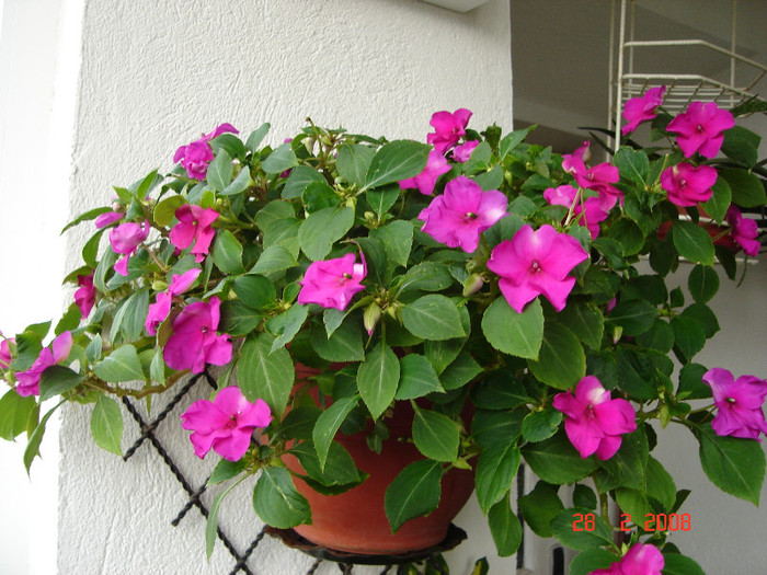 DSC03319 - Impatiens