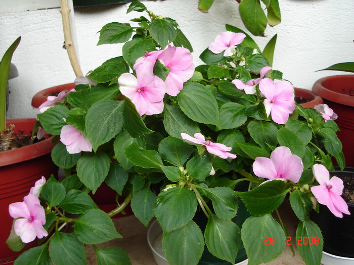 DSC03320 - Impatiens