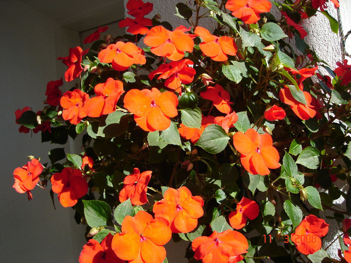 DSC03326 - Impatiens