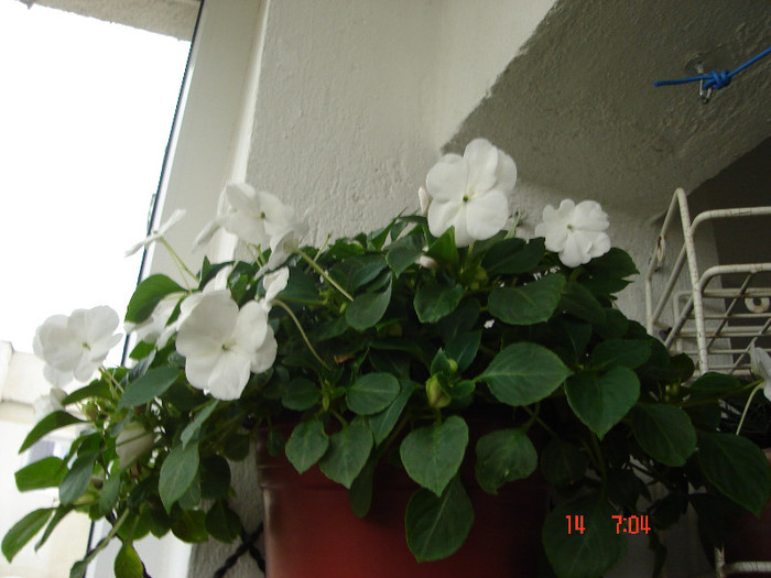 DSC04614 - Impatiens